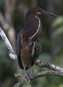 Rufescent Tiger Heron