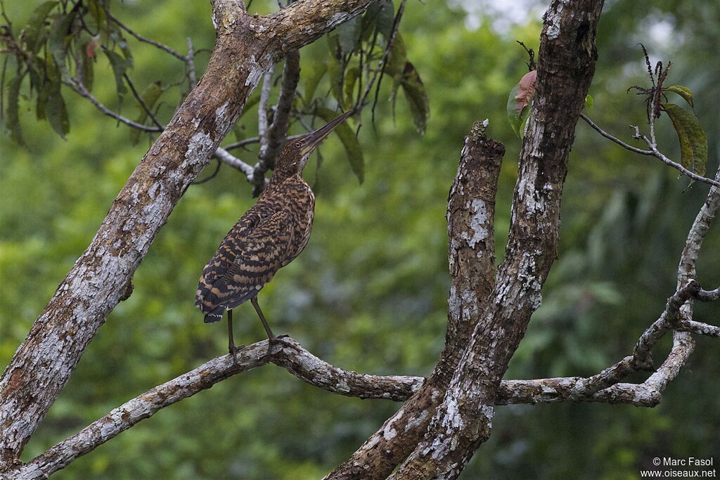 Rufescent Tiger Heronjuvenile, identification, Behaviour