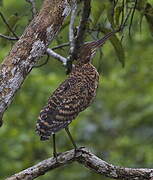 Rufescent Tiger Heron