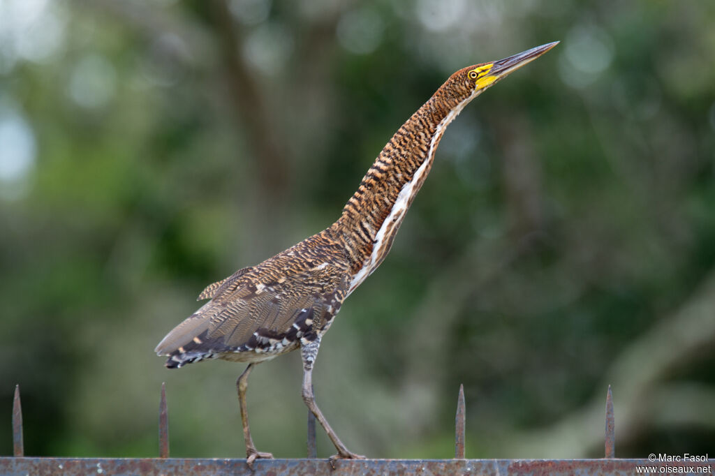 Rufescent Tiger Heronimmature