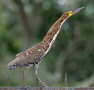 Rufescent Tiger Heron