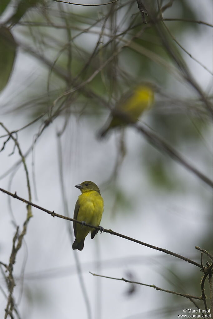 Thick-billed Euphonia female adult, close-up portrait