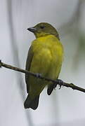 Thick-billed Euphonia