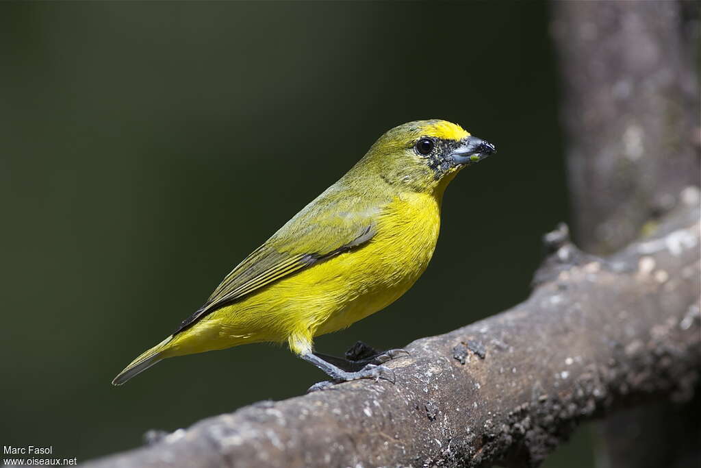 Organiste à bec épais mâle immature, identification