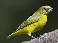 Thick-billed Euphonia