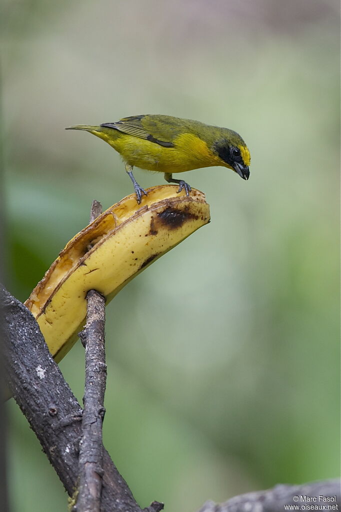 Thick-billed Euphonia male immature, identification, feeding habits