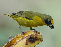 Thick-billed Euphonia