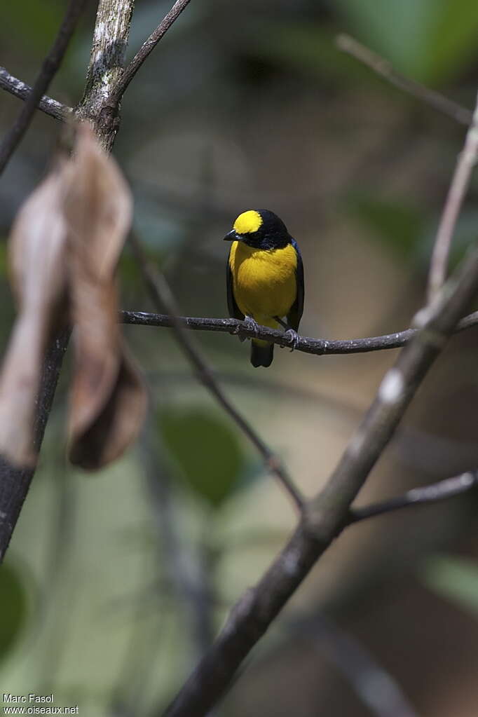 Thick-billed Euphonia male adult, close-up portrait