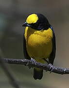 Thick-billed Euphonia