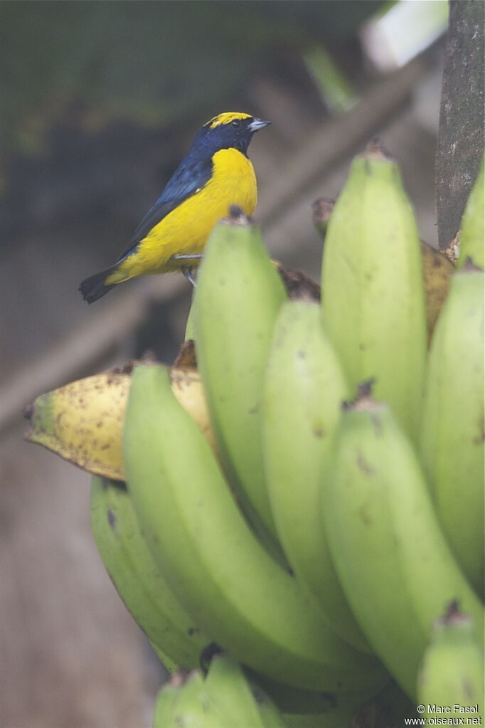 Yellow-crowned Euphonia male, identification, feeding habits