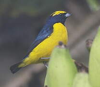 Yellow-crowned Euphonia