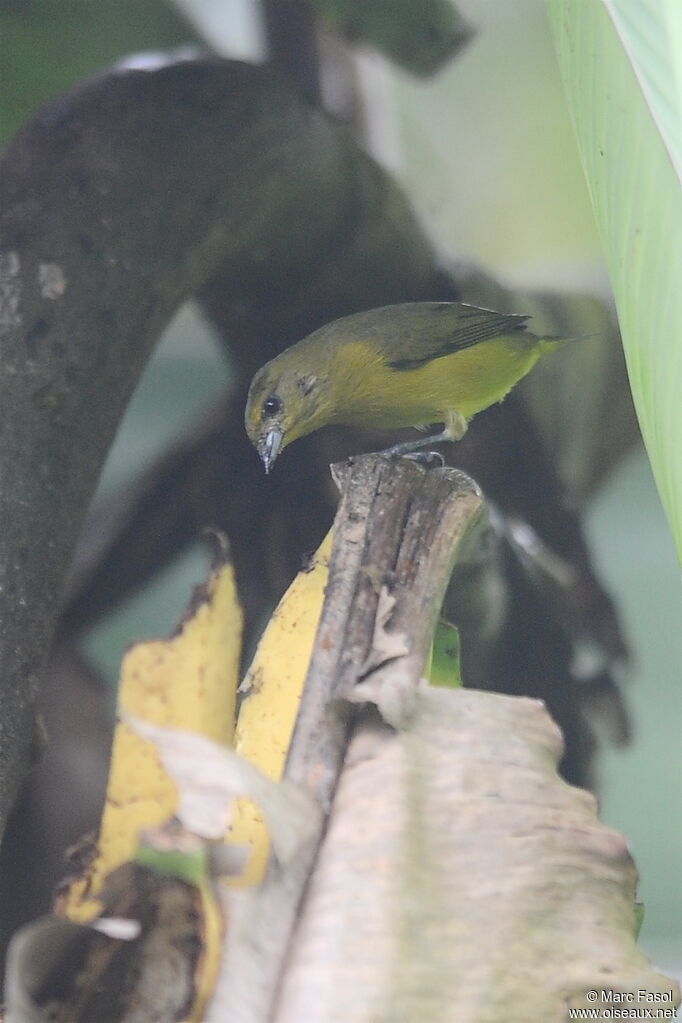 Yellow-crowned Euphonia female adult, feeding habits