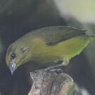 Organiste à calotte jaune