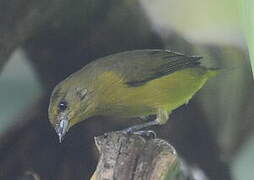 Yellow-crowned Euphonia