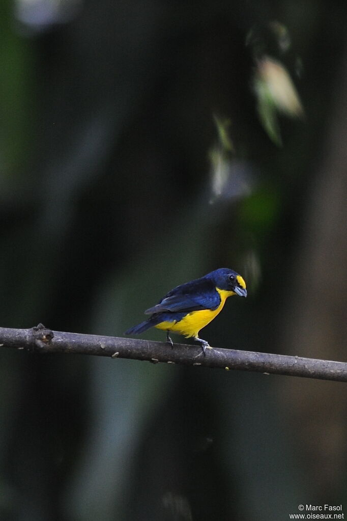 Yellow-throated Euphonia male adult breeding, identification