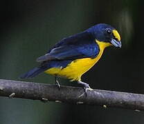 Yellow-throated Euphonia