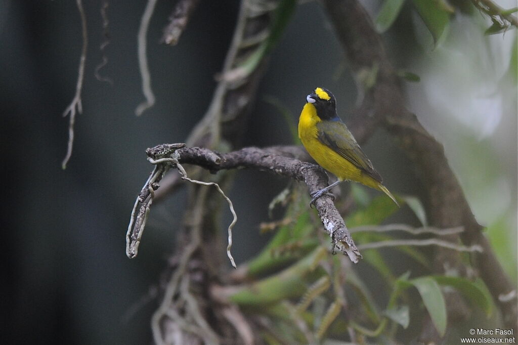 Organiste à gorge jaune mâle juvénile, identification