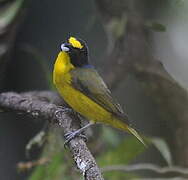 Yellow-throated Euphonia