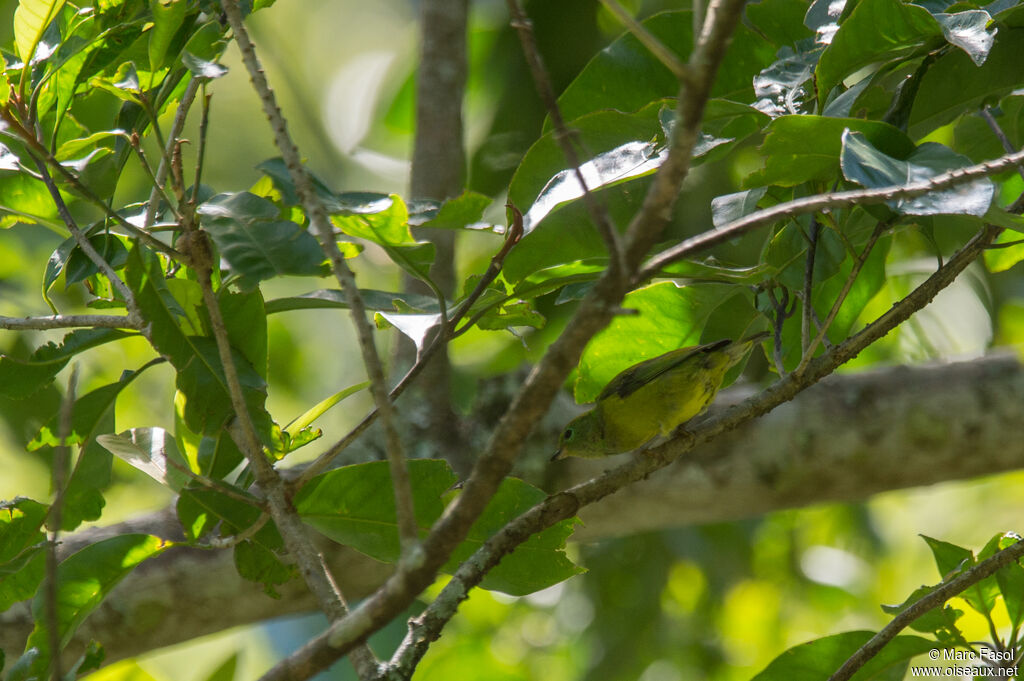 Blue-naped Chlorophonia female adult, eats