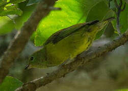 Blue-naped Chlorophonia