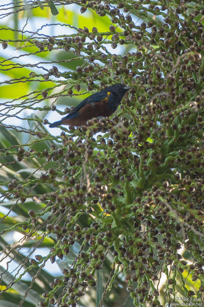 Chestnut-bellied Euphonia male adult, identification, feeding habits, eats