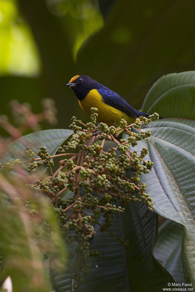 Orange-bellied Euphonia male adult, identification, feeding habits