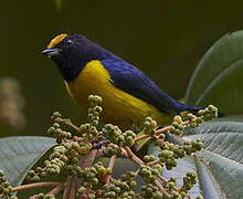 Orange-bellied Euphonia