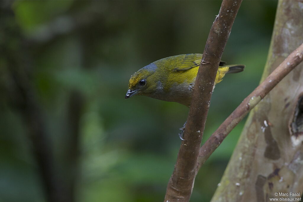 Orange-bellied Euphonia female adult, identification