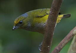 Orange-bellied Euphonia