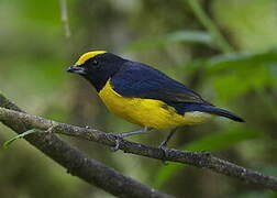 Orange-bellied Euphonia