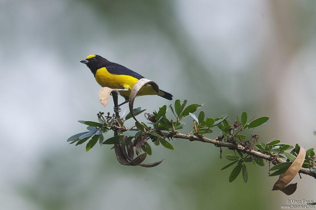 Purple-throated Euphonia male adult breeding, identification