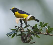 Purple-throated Euphonia