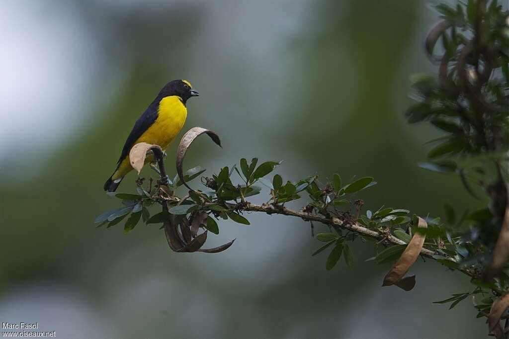 Purple-throated Euphonia male adult breeding, identification