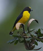 Purple-throated Euphonia