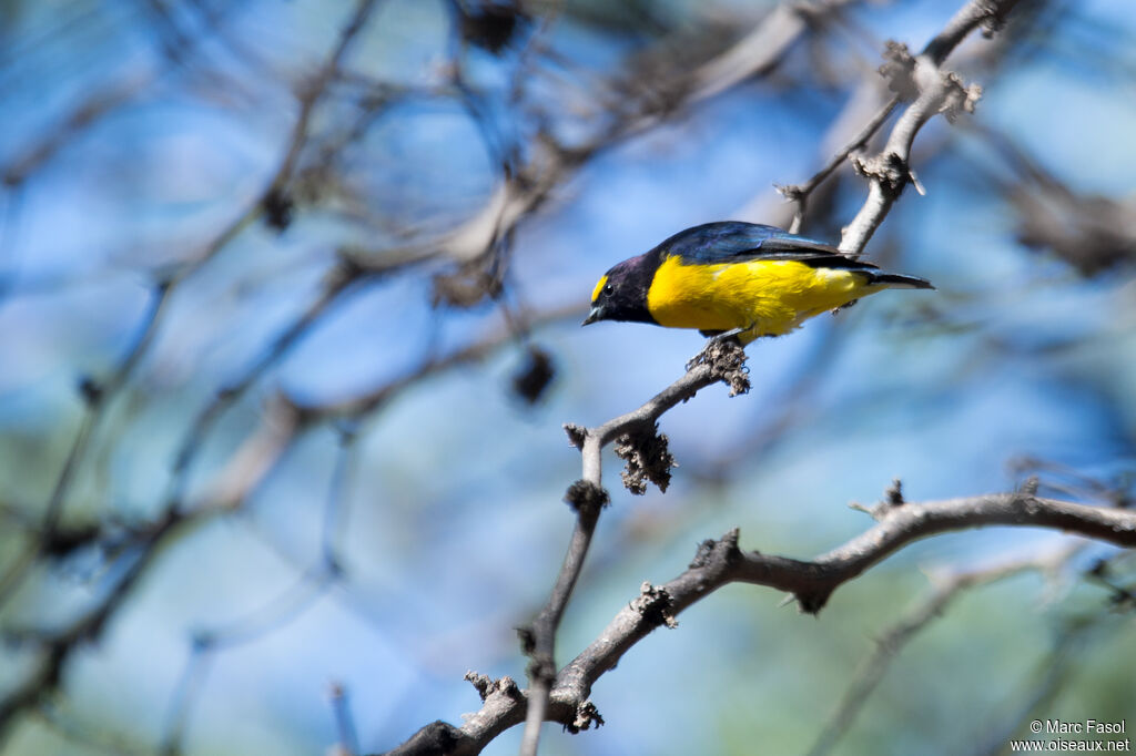 Purple-throated Euphonia male adult, identification