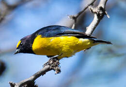 Purple-throated Euphonia