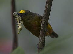 Olive-backed Euphonia