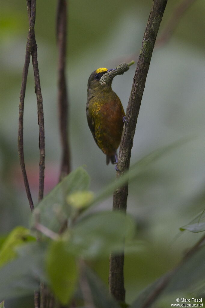 Olive-backed Euphonia male adult, identification, feeding habits, Behaviour