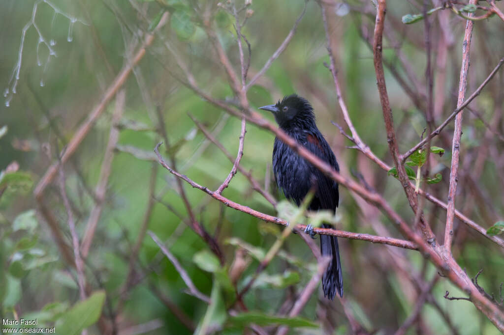 Oriole à galonsadulte, identification