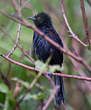 Oriole à galons