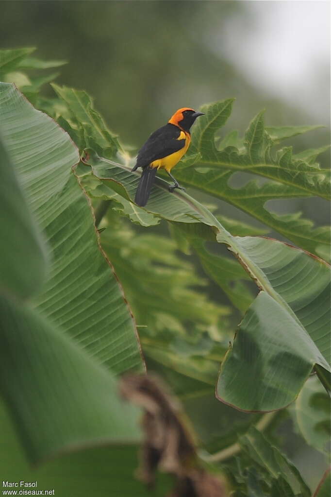 Oriole à tête d'oradulte, identification