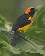 Oriole à tête d'or