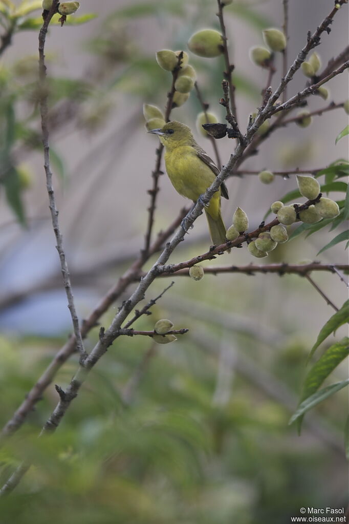 Oriole des vergers femelle adulte, identification