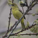 Oriole des vergers
