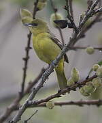 Oriole des vergers