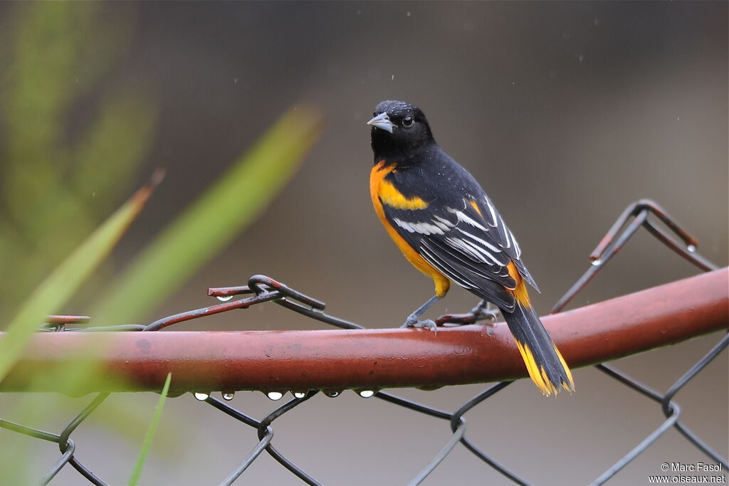 Oriole du Nord mâle adulte, identification