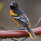 Oriole du Nord