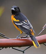 Baltimore Oriole