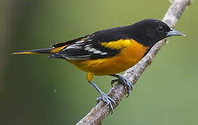 Oriole du Nord