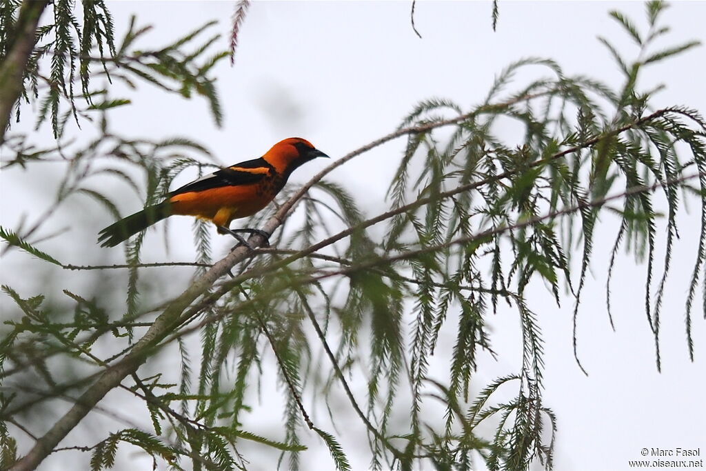 Spot-breasted Oriole male adult breeding, identification